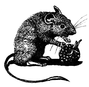 Школьная мышь - i_005.png