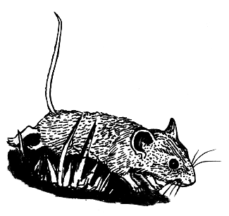 Школьная мышь - i_010.png