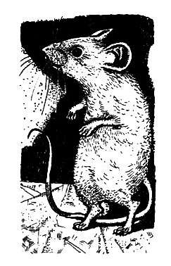 Школьная мышь - i_012.png