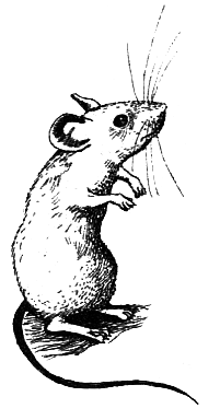 Школьная мышь - i_013.png