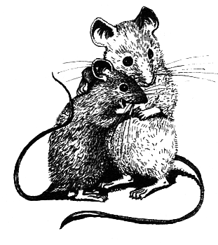 Школьная мышь - i_018.png