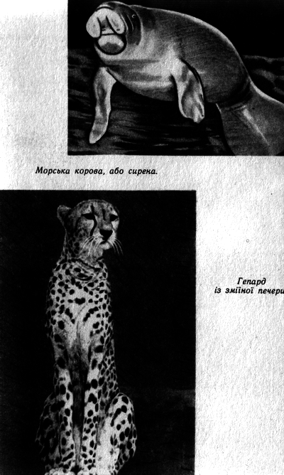 Таємнича Африка - doc2fb_image_0300000F.png