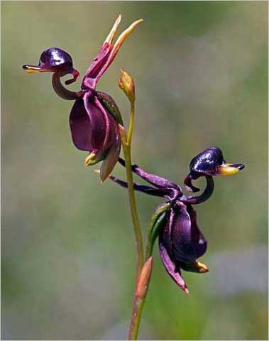 Удивительное рядом: самые необычные растения мира - i_001.jpg