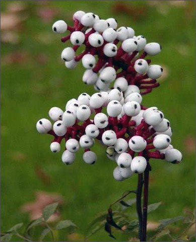 Удивительное рядом: самые необычные растения мира - i_014.jpg