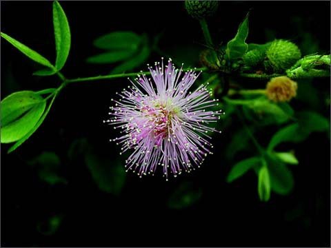 Удивительное рядом: самые необычные растения мира - i_016.jpg