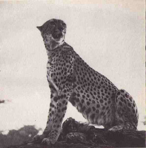 Пятнистый сфинкс. Пиппа бросает вызов (с иллюстрациями) - i_031.jpg