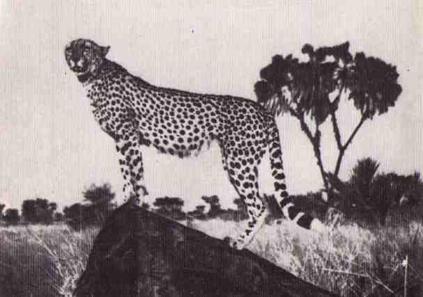 Пятнистый сфинкс. Пиппа бросает вызов (с иллюстрациями) - i_035.jpg