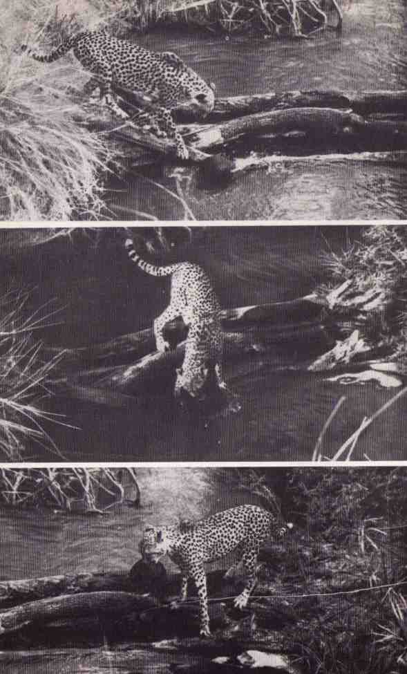 Пятнистый сфинкс. Пиппа бросает вызов (с иллюстрациями) - i_039.jpg