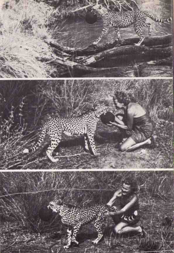 Пятнистый сфинкс. Пиппа бросает вызов (с иллюстрациями) - i_040.jpg