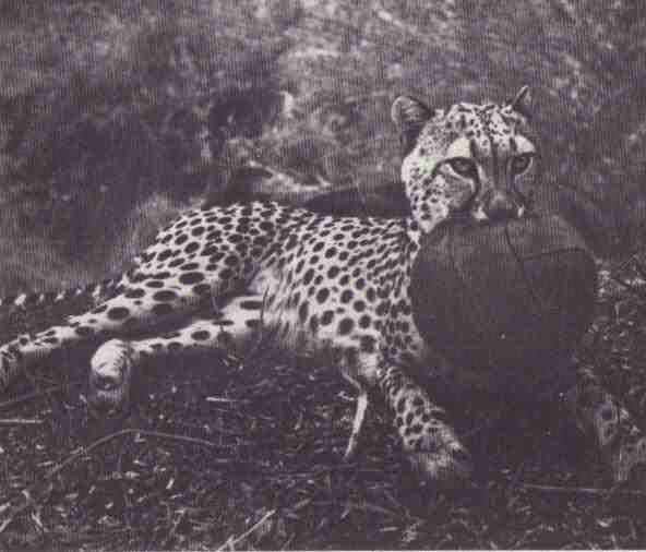 Пятнистый сфинкс. Пиппа бросает вызов (с иллюстрациями) - i_041.jpg