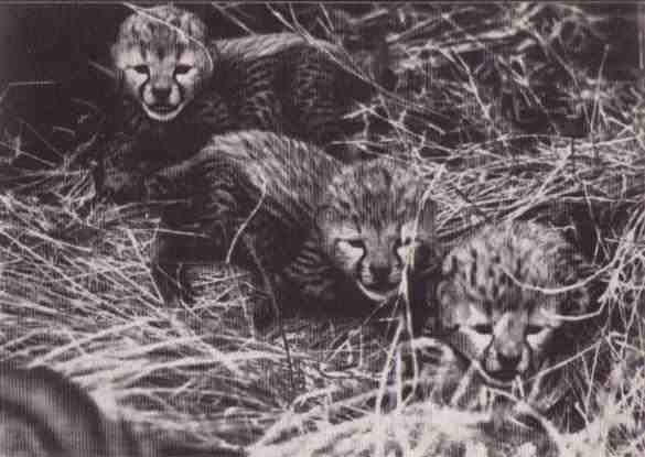 Пятнистый сфинкс. Пиппа бросает вызов (с иллюстрациями) - i_049.jpg