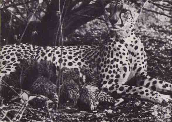 Пятнистый сфинкс. Пиппа бросает вызов (с иллюстрациями) - i_052.jpg