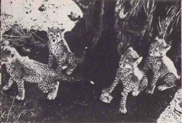 Пятнистый сфинкс. Пиппа бросает вызов (с иллюстрациями) - i_055.jpg