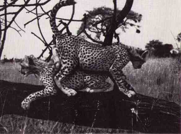 Пятнистый сфинкс. Пиппа бросает вызов (с иллюстрациями) - i_058.jpg