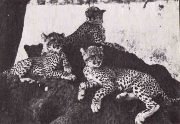 Пятнистый сфинкс. Пиппа бросает вызов (с иллюстрациями) - i_064.jpg