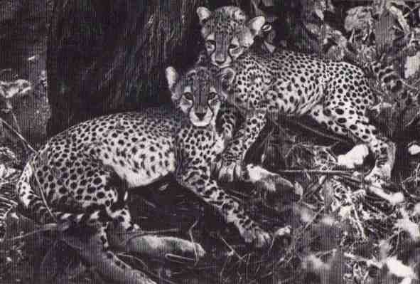 Пятнистый сфинкс. Пиппа бросает вызов (с иллюстрациями) - i_065.jpg