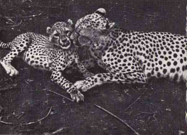 Пятнистый сфинкс. Пиппа бросает вызов (с иллюстрациями) - i_066.jpg