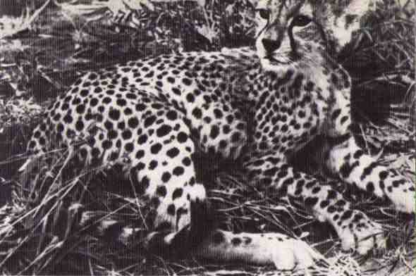 Пятнистый сфинкс. Пиппа бросает вызов (с иллюстрациями) - i_067.jpg