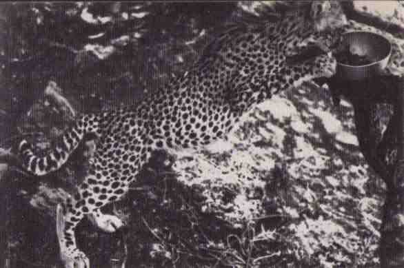 Пятнистый сфинкс. Пиппа бросает вызов (с иллюстрациями) - i_071.jpg