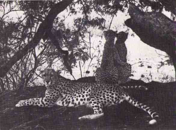 Пятнистый сфинкс. Пиппа бросает вызов (с иллюстрациями) - i_074.jpg