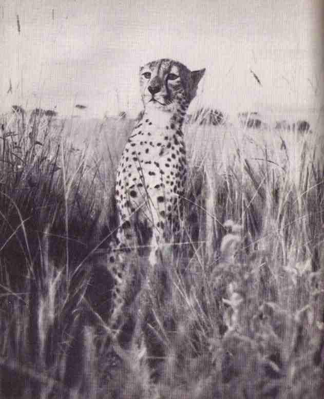 Пятнистый сфинкс. Пиппа бросает вызов (с иллюстрациями) - i_077.jpg