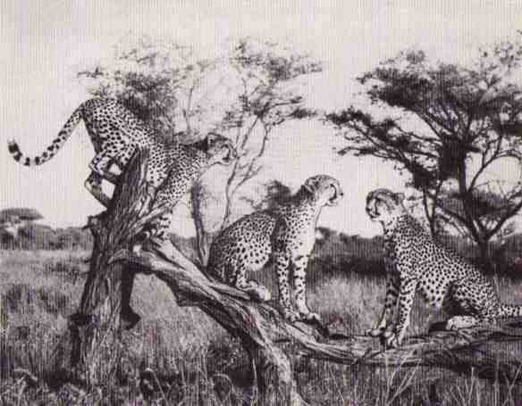 Пятнистый сфинкс. Пиппа бросает вызов (с иллюстрациями) - i_079.jpg