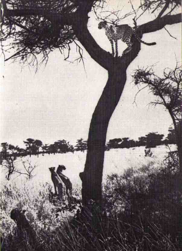 Пятнистый сфинкс. Пиппа бросает вызов (с иллюстрациями) - i_081.jpg