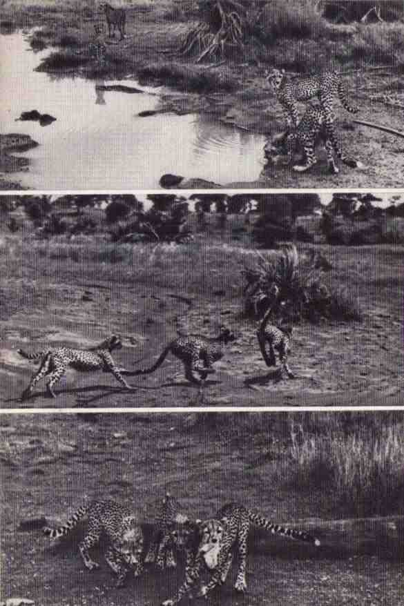 Пятнистый сфинкс. Пиппа бросает вызов (с иллюстрациями) - i_086.jpg