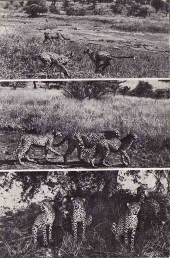 Пятнистый сфинкс. Пиппа бросает вызов (с иллюстрациями) - i_087.jpg