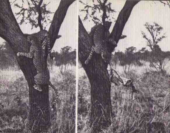 Пятнистый сфинкс. Пиппа бросает вызов (с иллюстрациями) - i_088.jpg