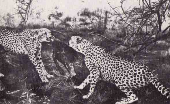 Пятнистый сфинкс. Пиппа бросает вызов (с иллюстрациями) - i_089.jpg