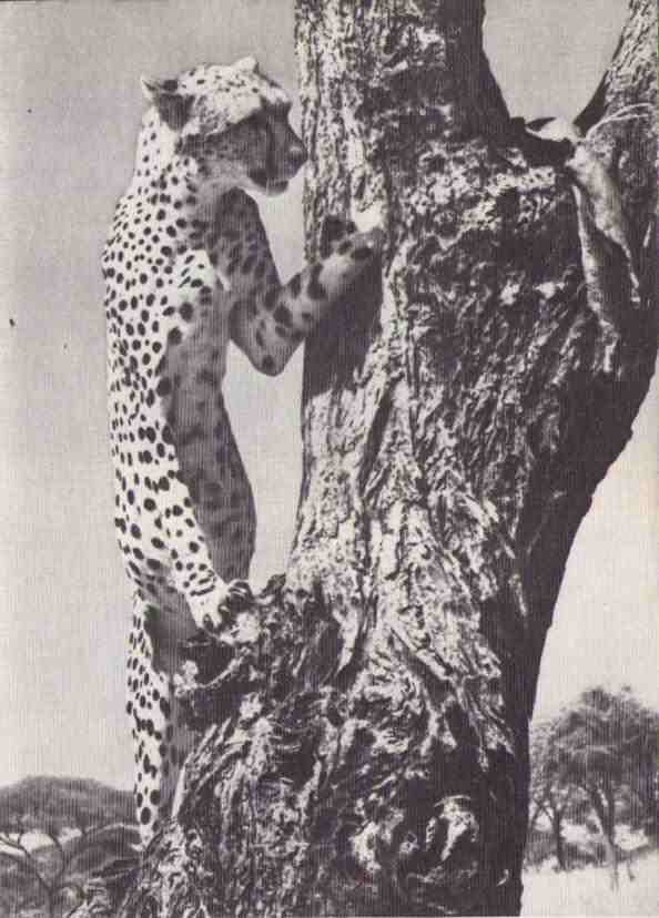 Пятнистый сфинкс. Пиппа бросает вызов (с иллюстрациями) - i_090.jpg