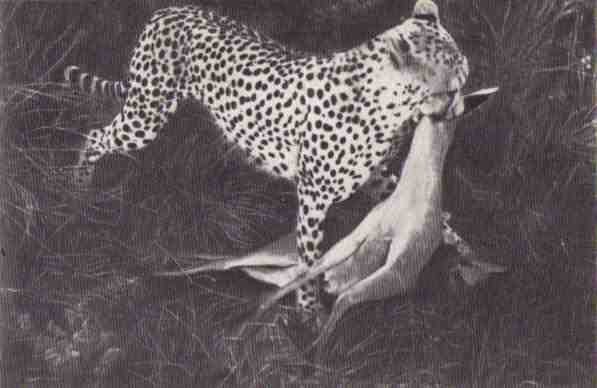 Пятнистый сфинкс. Пиппа бросает вызов (с иллюстрациями) - i_096.jpg