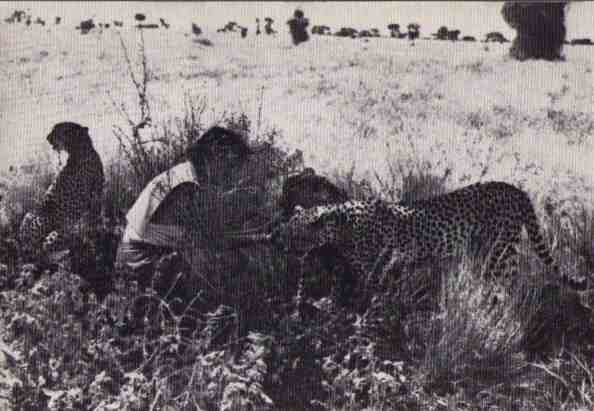 Пятнистый сфинкс. Пиппа бросает вызов (с иллюстрациями) - i_098.jpg