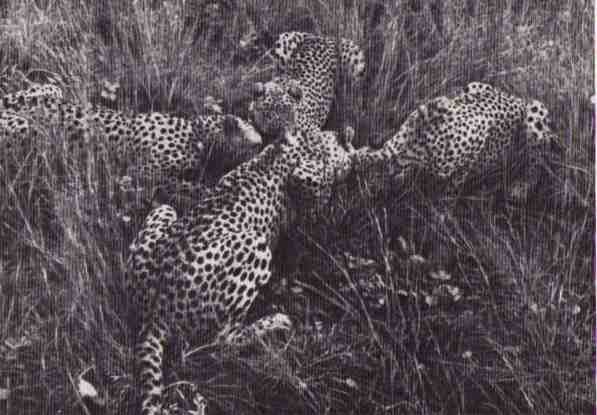 Пятнистый сфинкс. Пиппа бросает вызов (с иллюстрациями) - i_099.jpg