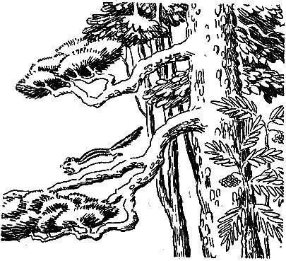 Бурундук - i_008.png