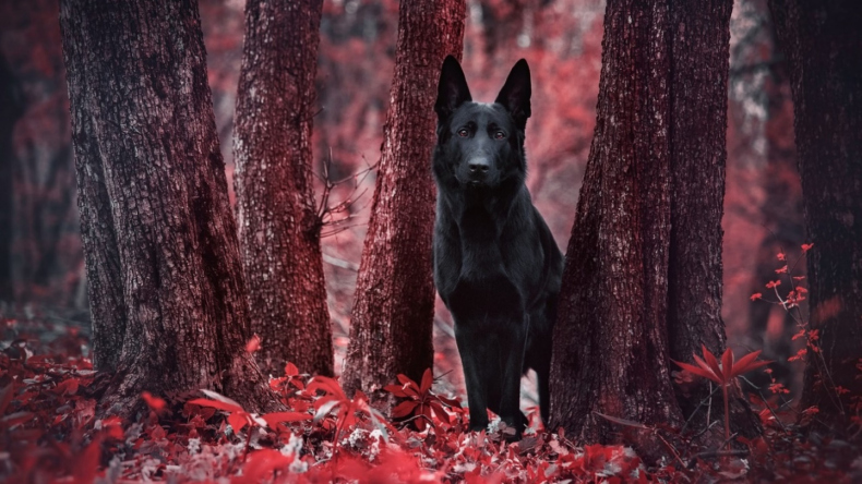 Академия Света, или Как разжечь пламя