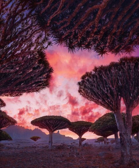 Огни Аль-Тура. Единственная Огни Аль-Тура. Единственная