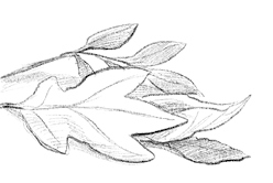 Говорящий лес Говорящий лес