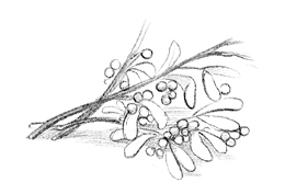 Говорящий лес Говорящий лес