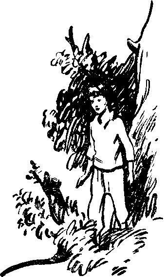 40 австралийских новелл - i_010.jpg