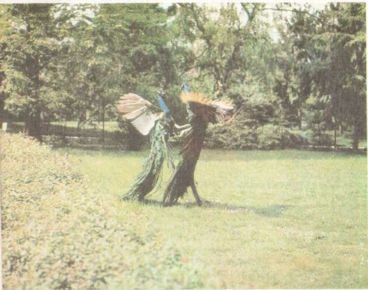 От кобры до медведя гризли - i_011.jpg