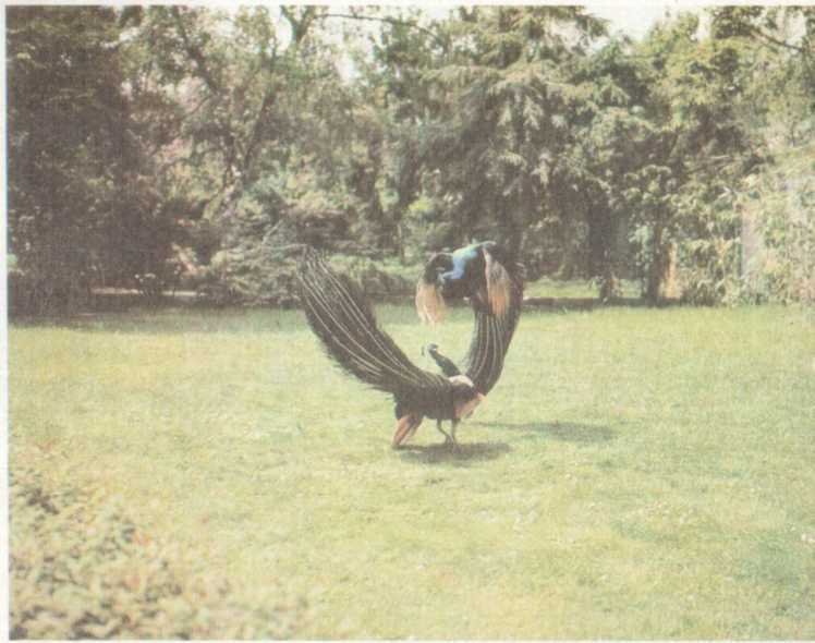 От кобры до медведя гризли - i_013.jpg