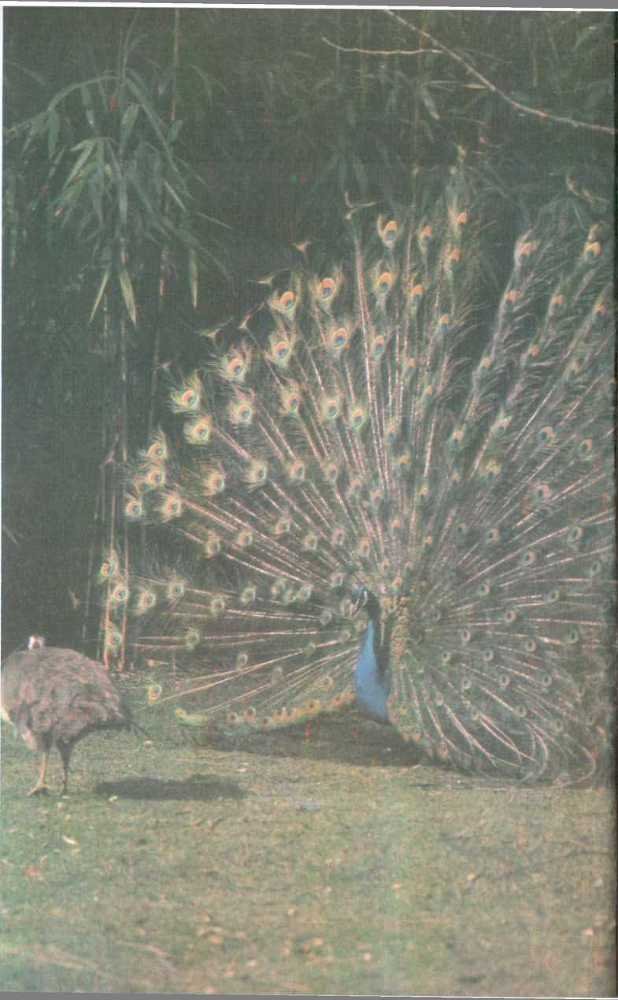 От кобры до медведя гризли - i_014.jpg