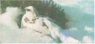 От кобры до медведя гризли - i_015.jpg