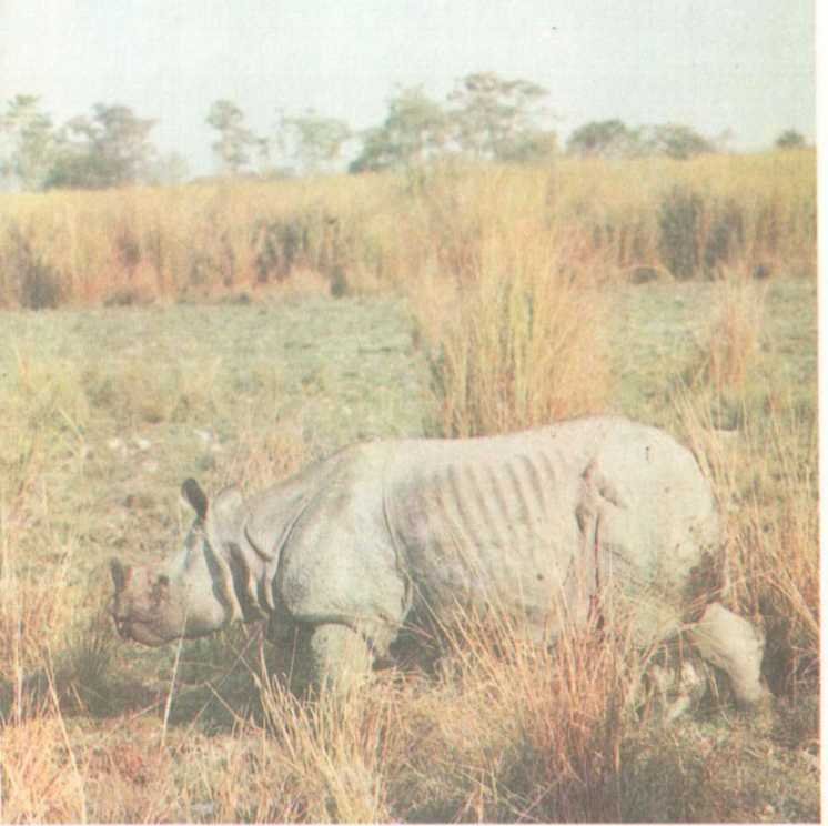 От кобры до медведя гризли - i_028.jpg