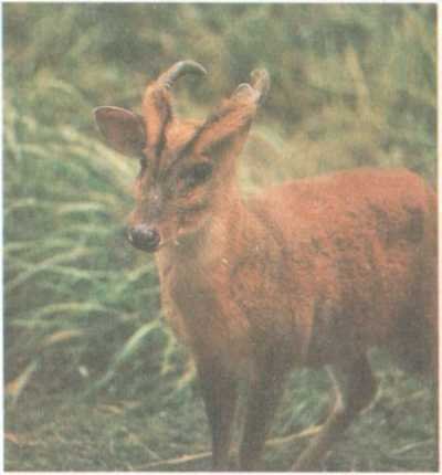 От кобры до медведя гризли - i_029.jpg