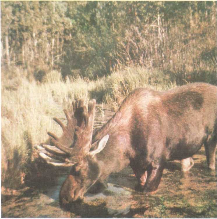 От кобры до медведя гризли - i_048.jpg