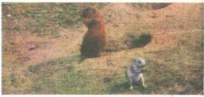 От кобры до медведя гризли - i_054.jpg