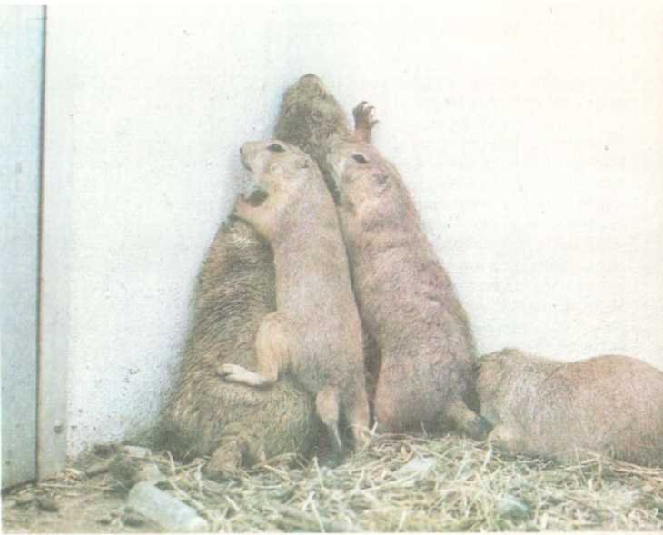 От кобры до медведя гризли - i_056.jpg